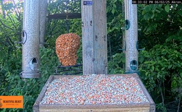 Ohio Bird Feeder Live Stream Cam
