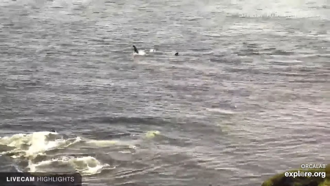 Orca Whale Live Cam | Hanson Island, BC, Canada