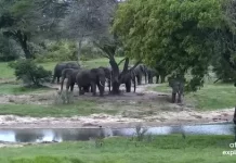 Tembe Elephant Park Webcam