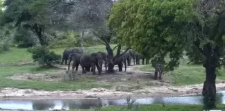Tembe Elephant Park Webcam