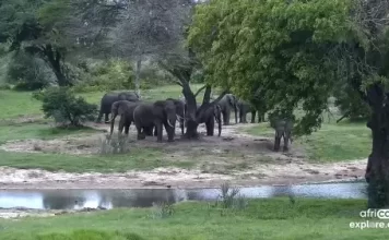 Tembe Elephant Park Webcam