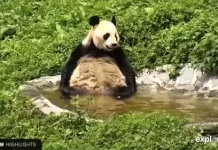 New China Giant Panda Live Stream Cam Gengda