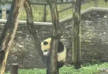 Giant Panda Live Stream Cam New In China
