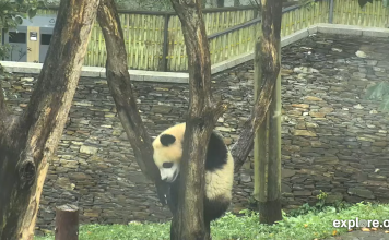 Giant Panda Live Stream Cam New In China
