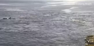 New Orca Whale Live Stream Cam Parson Island Canada