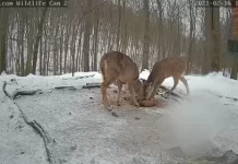 Deer & Wildlife Live Stream Cam New In Pennsylvania