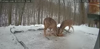 Deer & Wildlife Live Stream Cam New In Pennsylvania