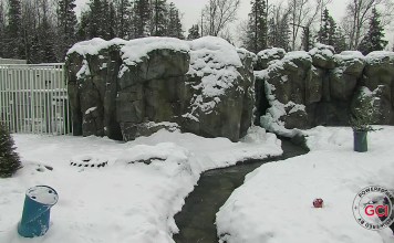 Polar Bear Alaska Zoo Live Cam | New