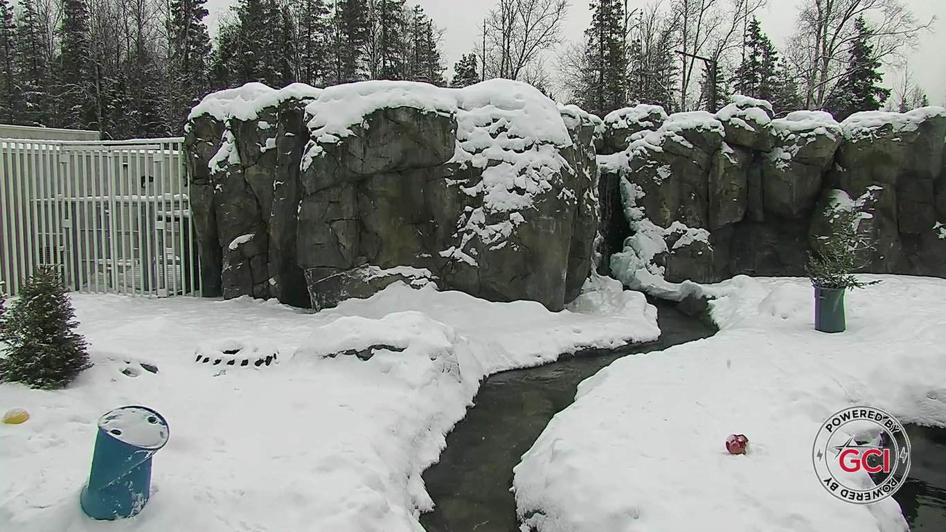 Polar Bear Alaska Zoo Live Cam | New