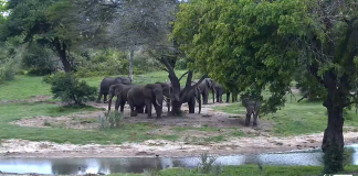 Tembe Elephant Park Webcam - Live Hd Video