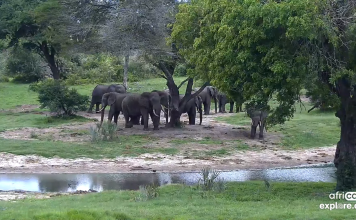 Tembe Elephant Park Webcam - Live Hd Video