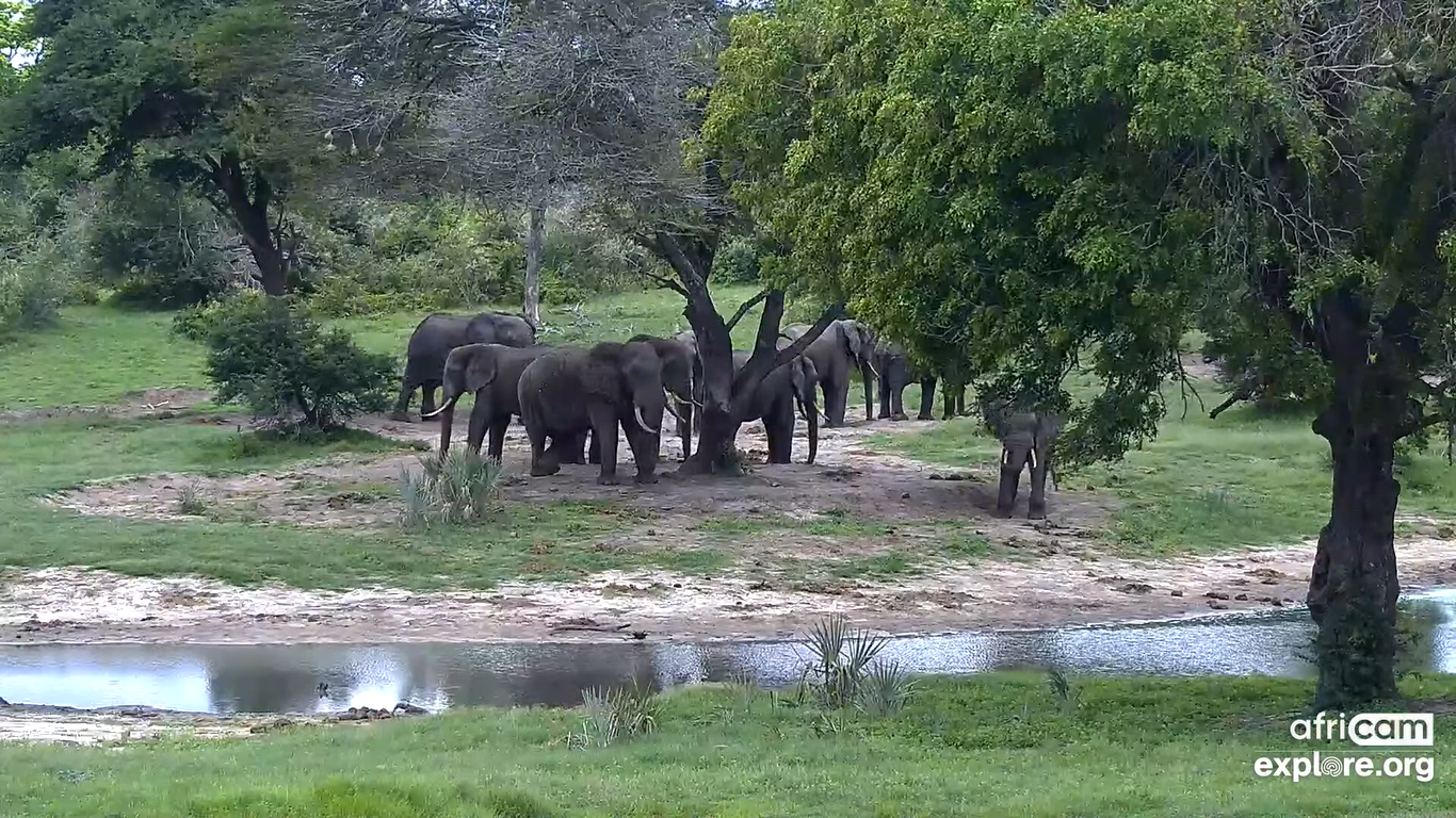Tembe Elephant Park Webcam – Live HD Video