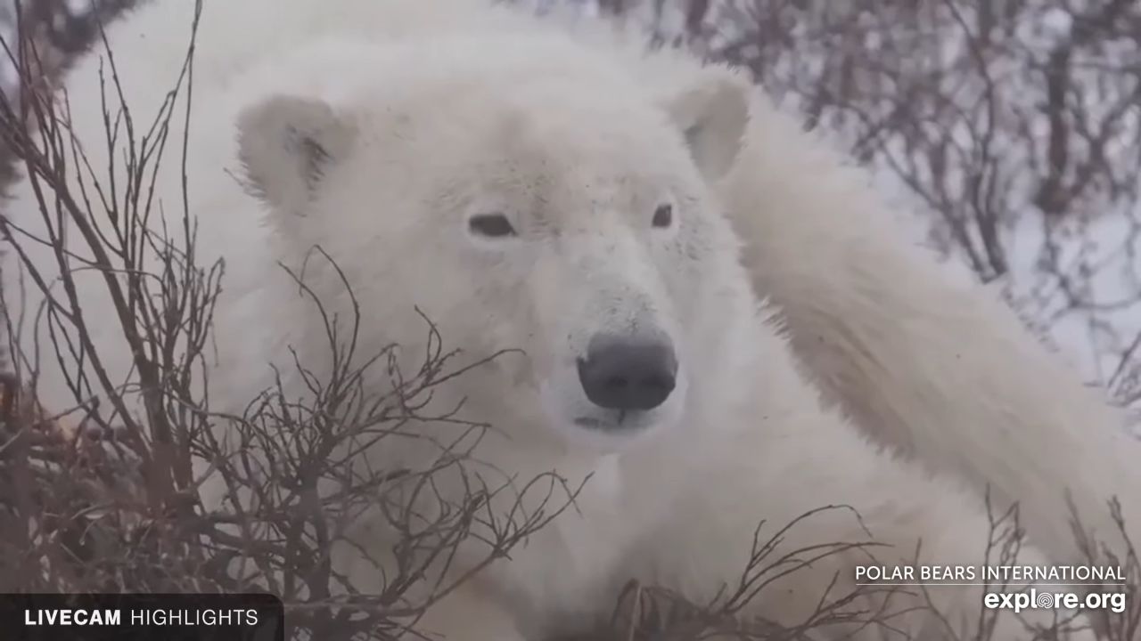 Wapusk National Park Cam | Live Video | Manitoba, Canada