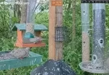 Ohio Bird Feeder Live Stream Cam New