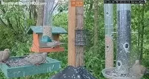 Ohio Bird Feeder Live Stream Cam New
