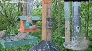 Ohio Bird Feeder Live Stream Cam New