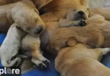 Puppies Live Stream Cam New In Connecticut