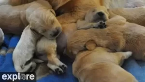 Puppies Live Stream Cam New In Connecticut