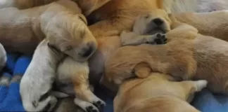 Puppies Live Stream Cam New In Connecticut