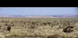 Bison Ranch Live Stream Cam New In Oregon