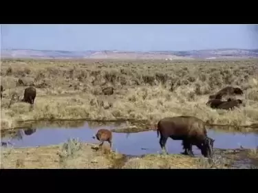 Bison Ranch Live Webcam – Burns, Oregon