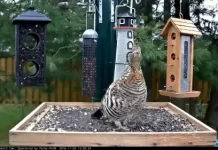 Ontario Bird Feeder Live Stream Cam New In Canada
