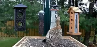 Ontario Bird Feeder Live Stream Cam New In Canada