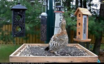 Ontario Bird Feeder Live Stream Cam New In Canada
