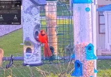 Bird Feeder Live Stream Cam New In Florida