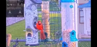 Bird Feeder Live Stream Cam New In Florida