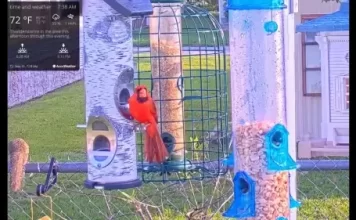 Bird Feeder Live Stream Cam New In Florida