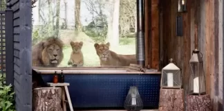 Lions Live Stream Cam Kent, England New In United Kingdom