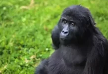 New Gorilla Grace Center Live Stream Cam In Congo