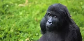 New Gorilla Grace Center Live Stream Cam In Congo