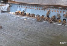 Honey Bee Nest Live Webcam Waal, Germany