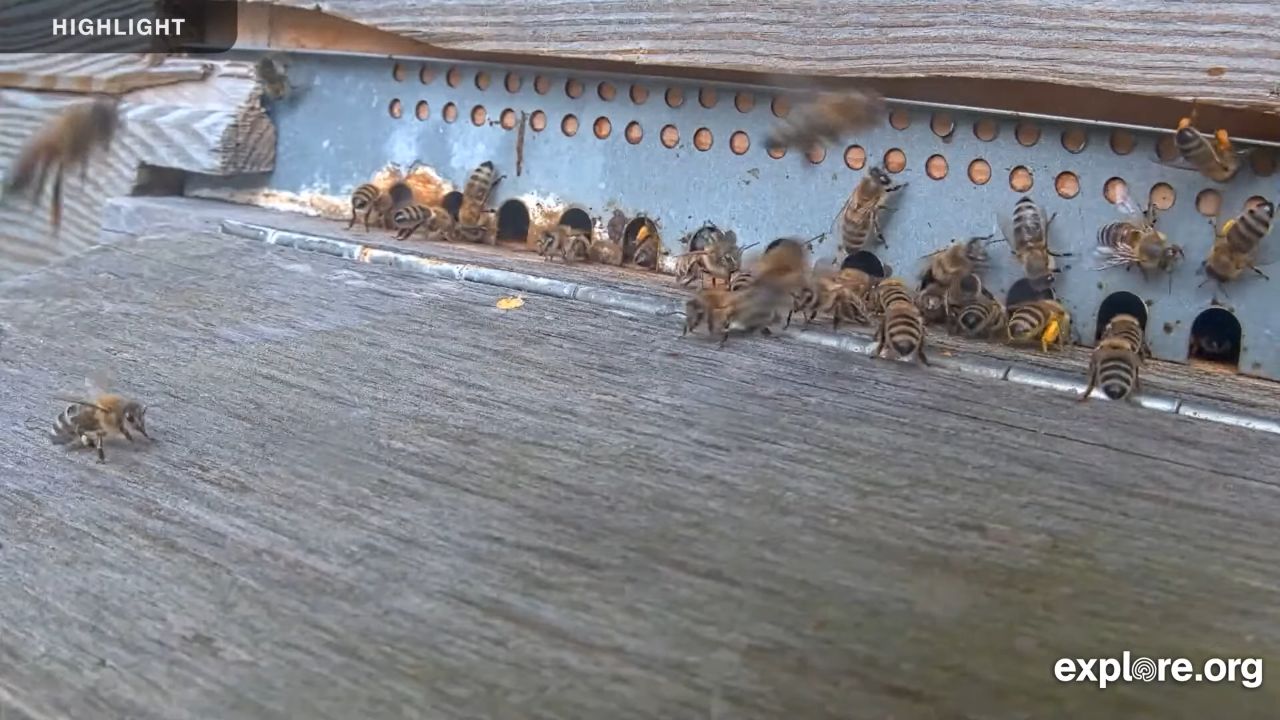 Honey Bee Nest Live Webcam Waal, Germany