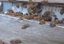 New Honey Bee Nest Live Stream Webcam Waal, Germany