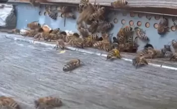 New Honey Bee Nest Live Stream Webcam Waal, Germany