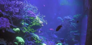 Karlsruhe Webcam - Aquarium Naturkundemuseums - Video