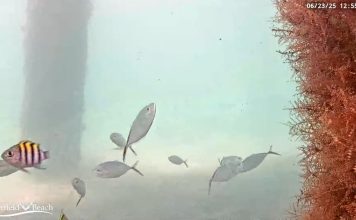 New Underwater Deerfield Beach Live Camera