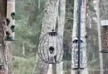 Nuuksio Highlands Feeder Live Cam