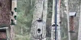 Nuuksio Highlands Feeder Live Cam