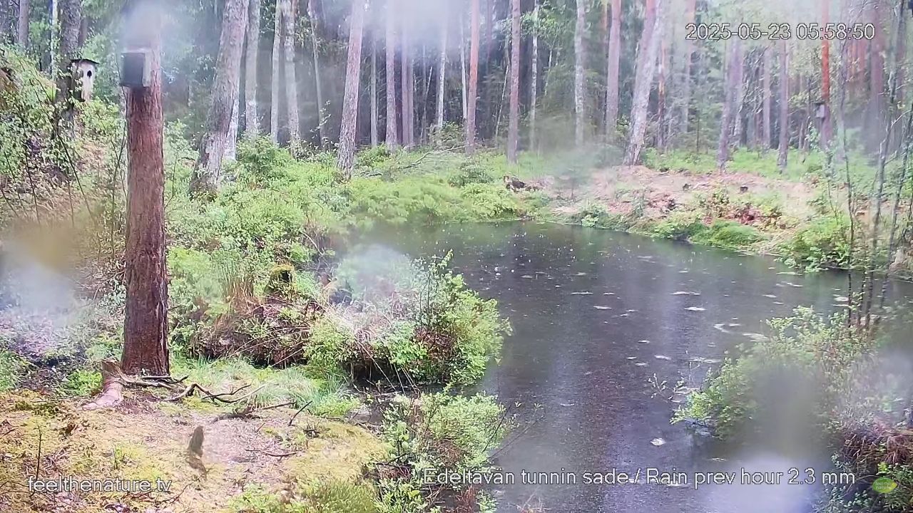 Nuuksio National Park Live Cam – Espoo, Finland | HD Video
