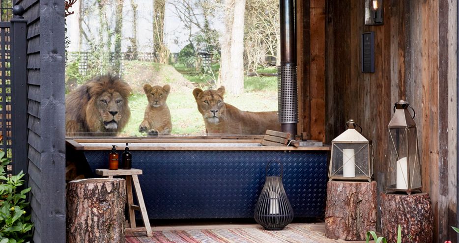 Port Lympne Reserve – Lions Live Cam – Kent, England, UK