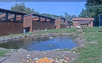Makov Animal Feed - Live Webcam - Čížová, Czech Republic