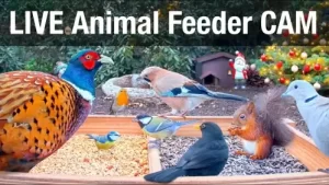 Wild Animal Bird Feeder Live Webcam Recke, Germany New