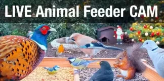 Wild Animal Bird Feeder Live Webcam Recke, Germany New