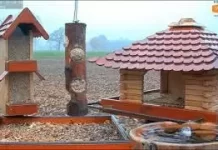 New Bird Feed Live Stream Cam Recke, Germany