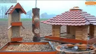 New Bird Feed Live Stream Cam Recke, Germany