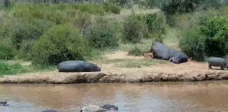 African Watering Hole New Live Webcam - Kenya